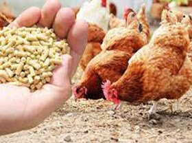 Chicken Feed Machine Production Line