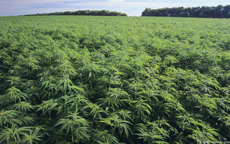 US: How to Use Hemp to Make Poultry Feed Pellets?